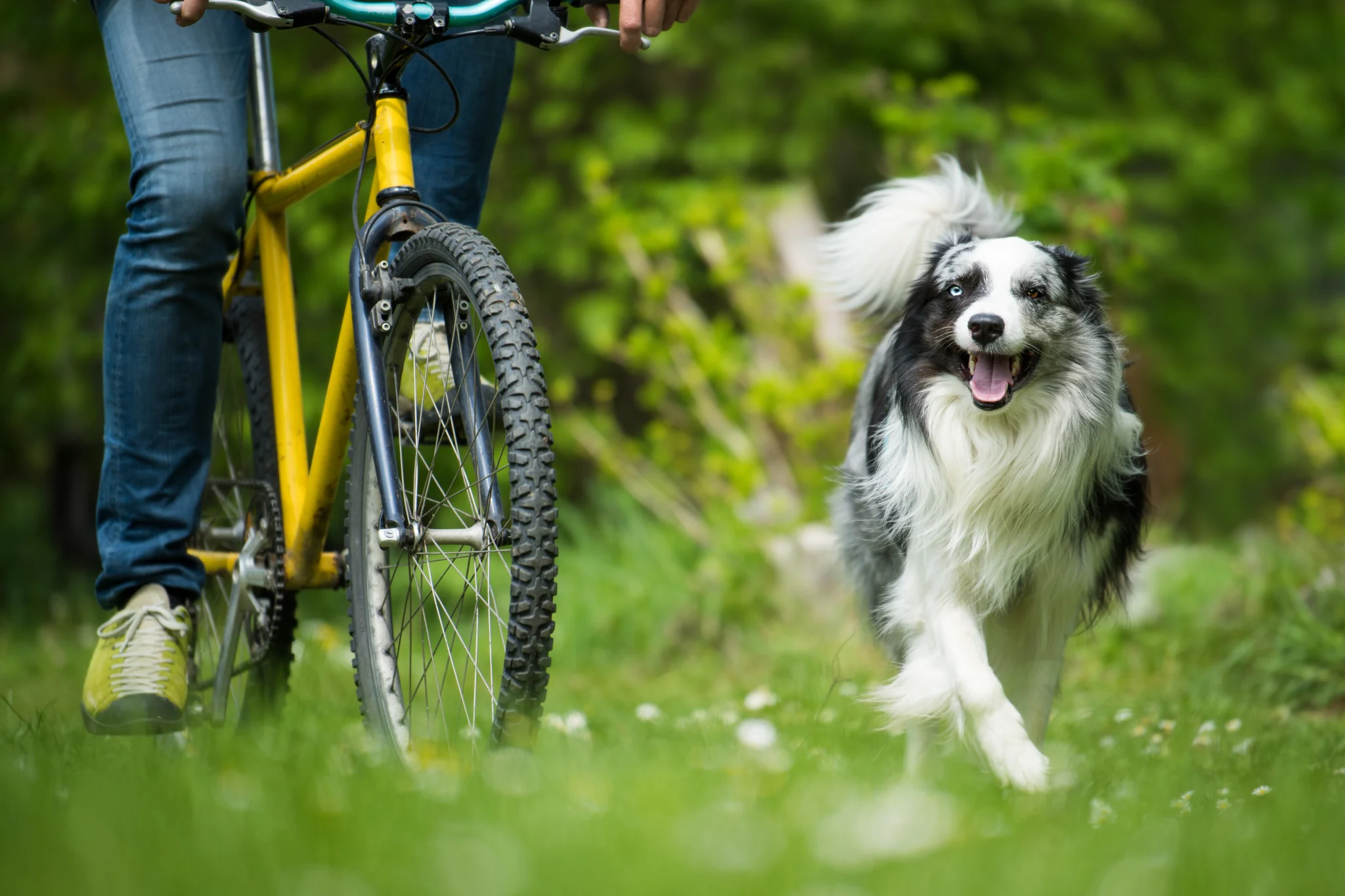Hund am Fahrrad