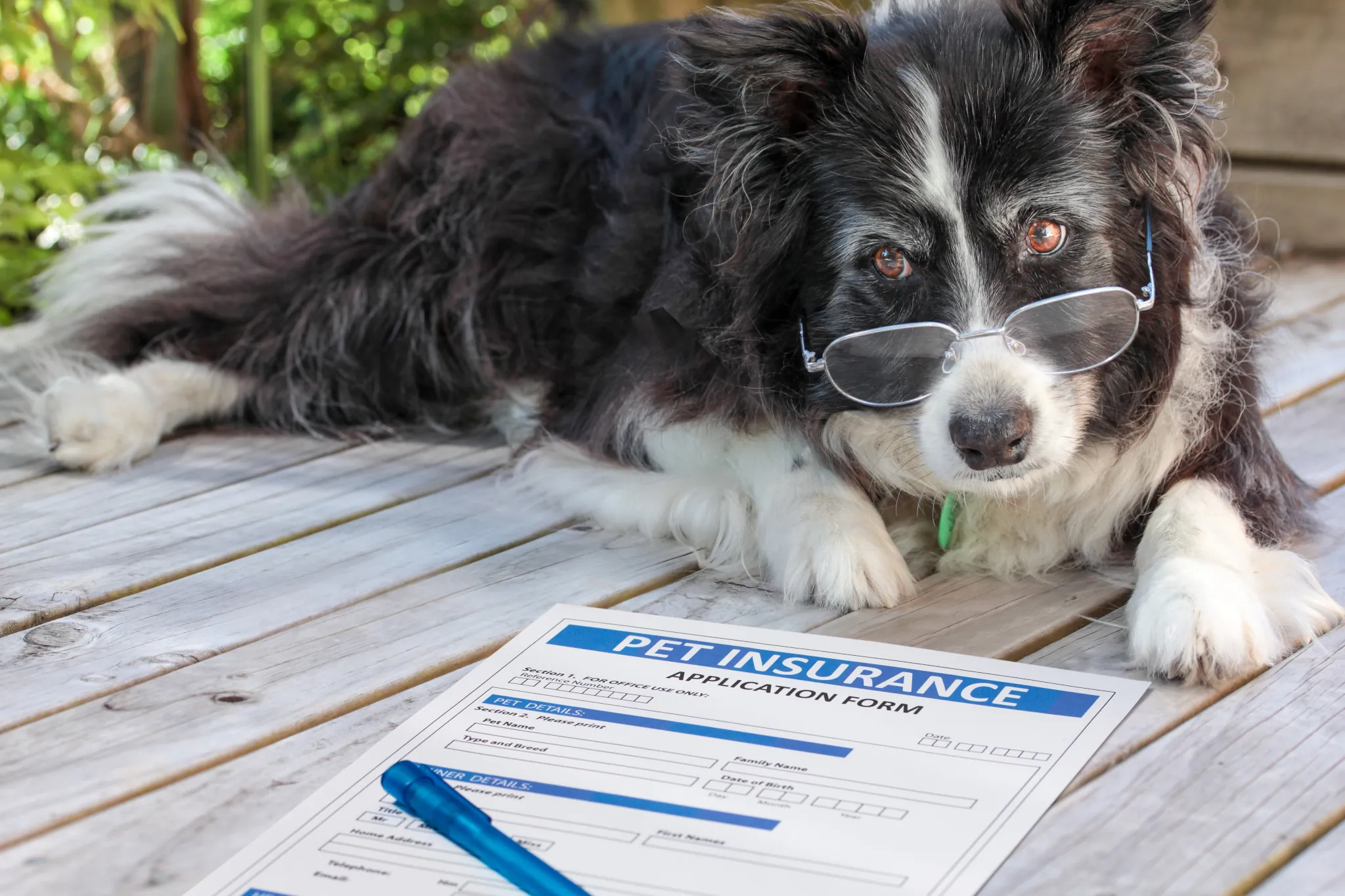 Hundehaftpflicht