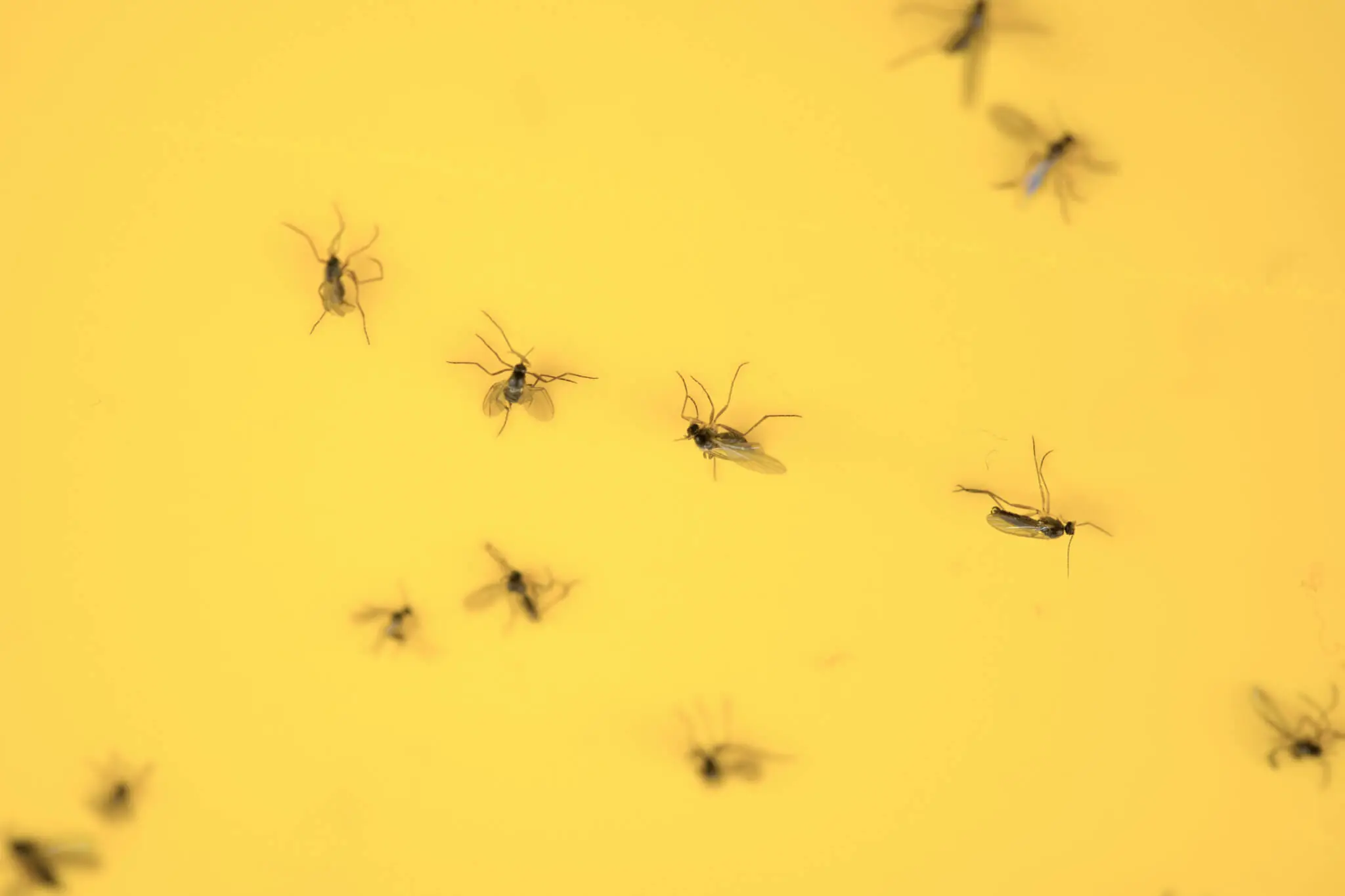 Fruchtfliegen in der Wohnung