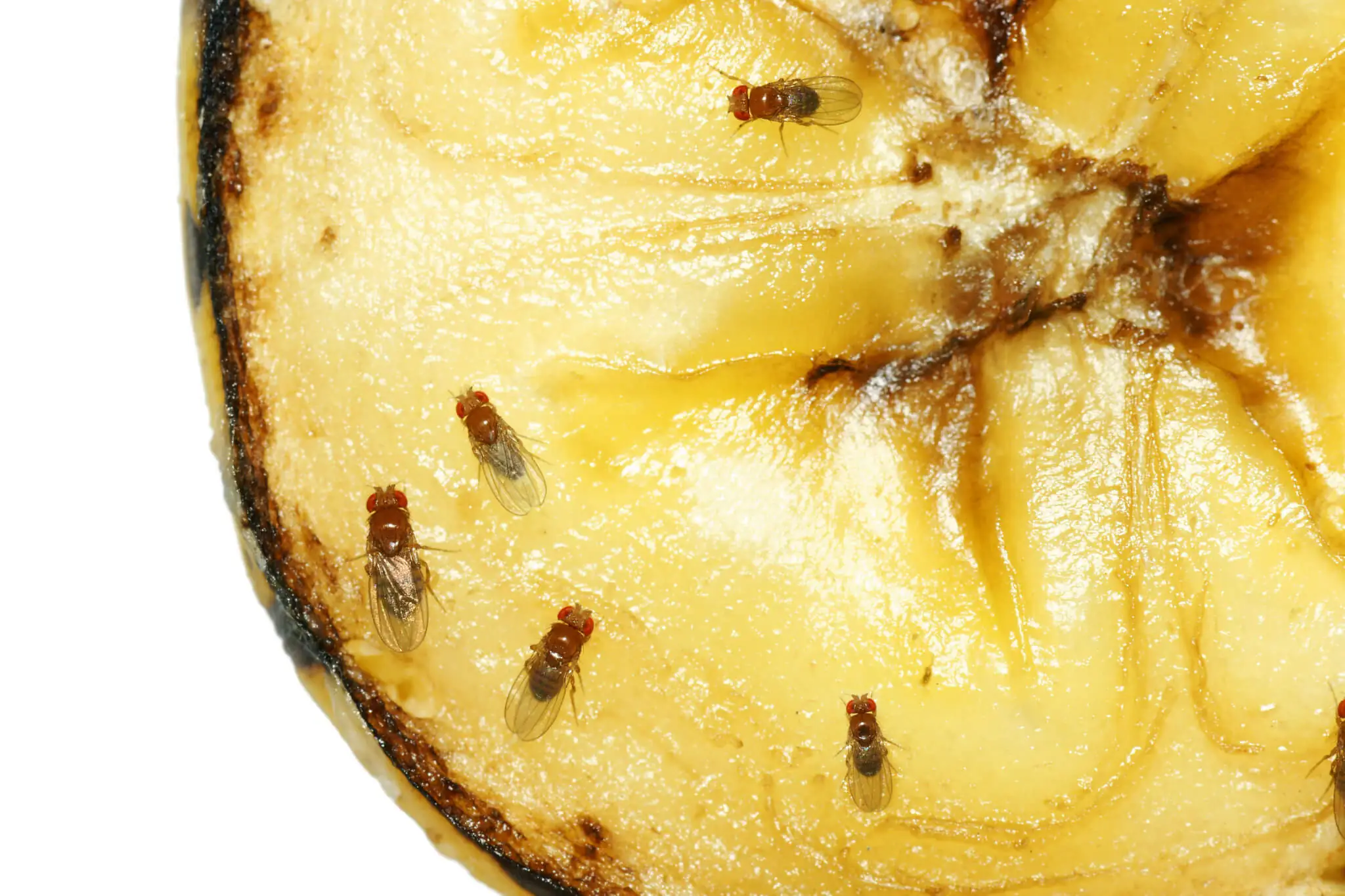 Fruchtfliegen in der Wohnung