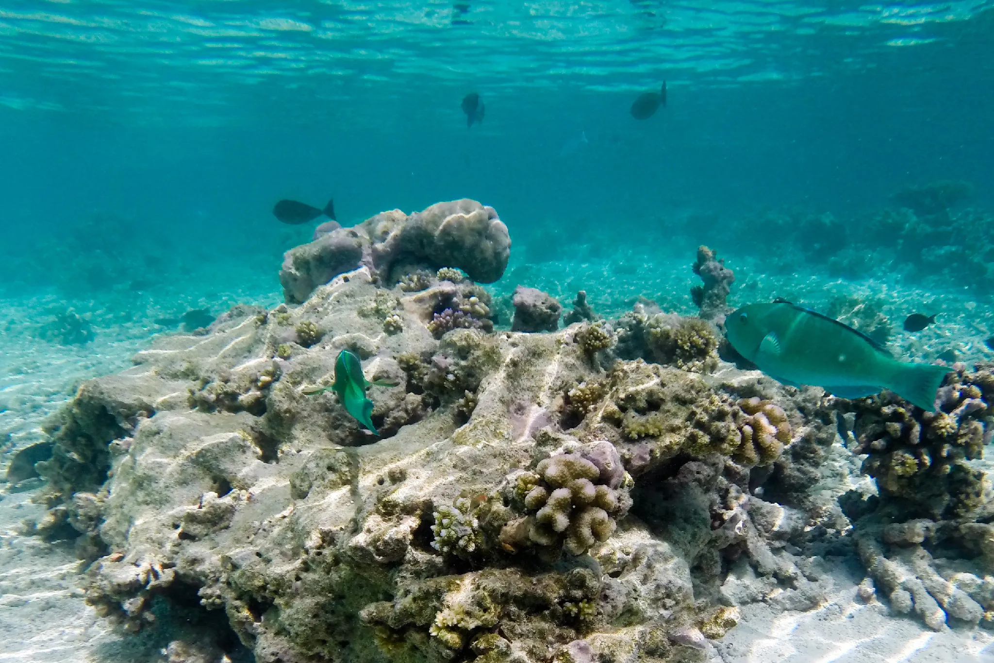 tauchurlaub anfänger