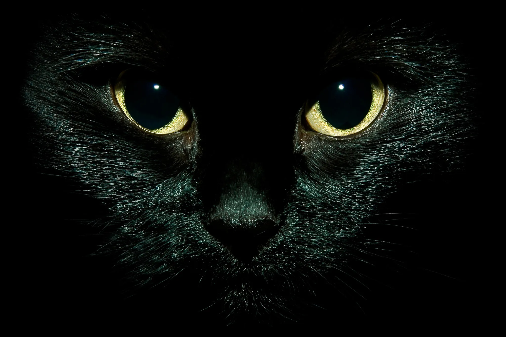 Nachtsichtgerät: Katzenaugen in der Dunkelheit