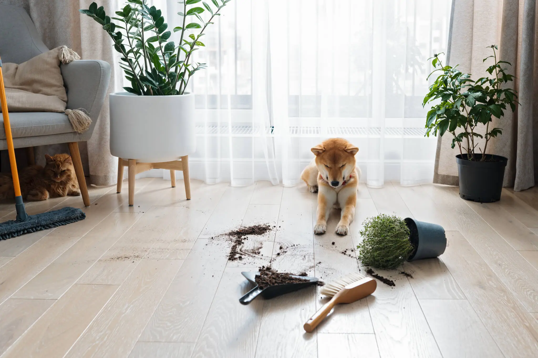 Hundehaftpflicht, Hund hat Pflanze umgeworfen
