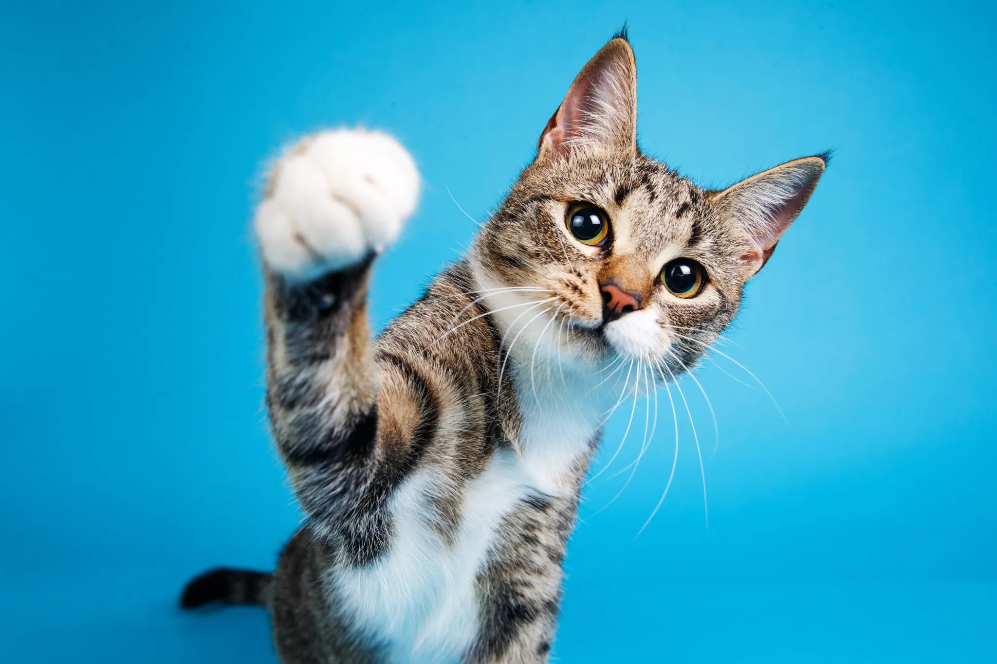 Katzenhaftpflicht: getigerte Katze streckt Pfote aus