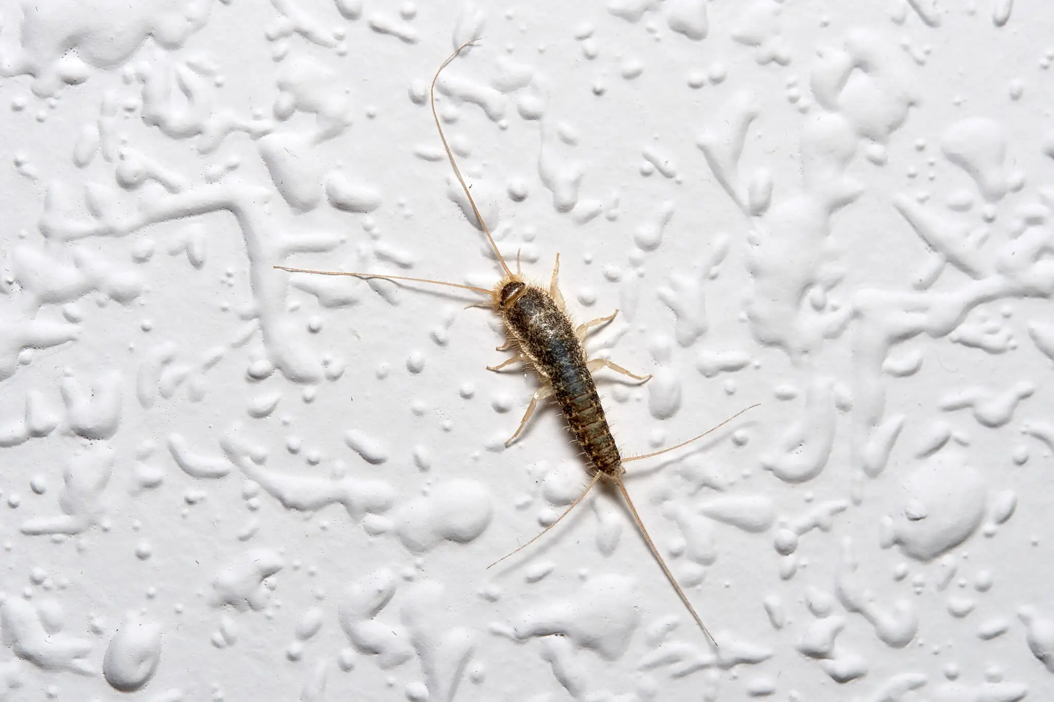 Silberfische, Silberfischchen an einer Wand