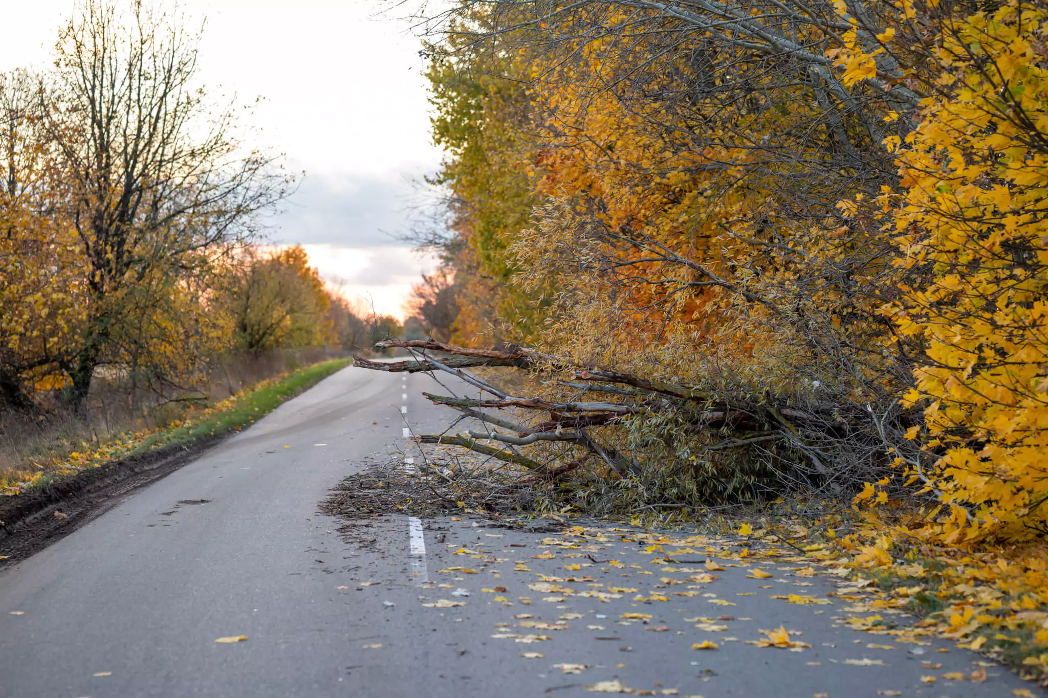 Gefahrenquellen im Straßenverkehr, Abgebrochener Baum versperrt Spur einer Straße
